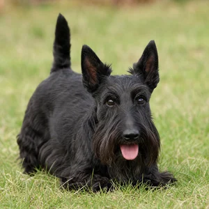 Scottish Terrier — playful