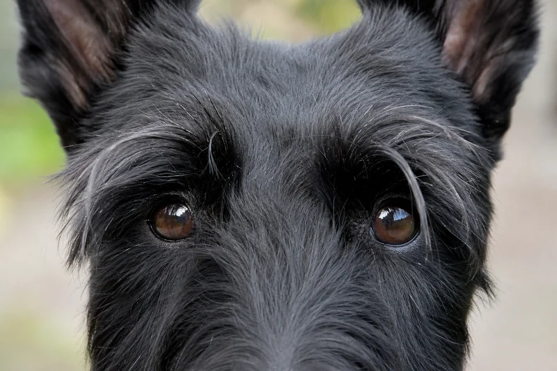 Scottish Terrier — eyes