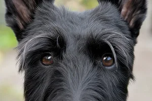 Scottish Terrier — eyes