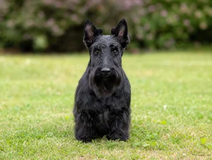 Scottish Terrier — front