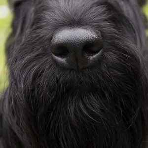 Scottish Terrier — nose