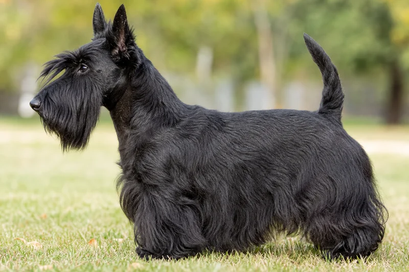 Scottish Terrier — side