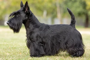Scottish Terrier dog
