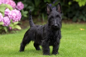 Scottish Terrier — puppy (~4 mo)