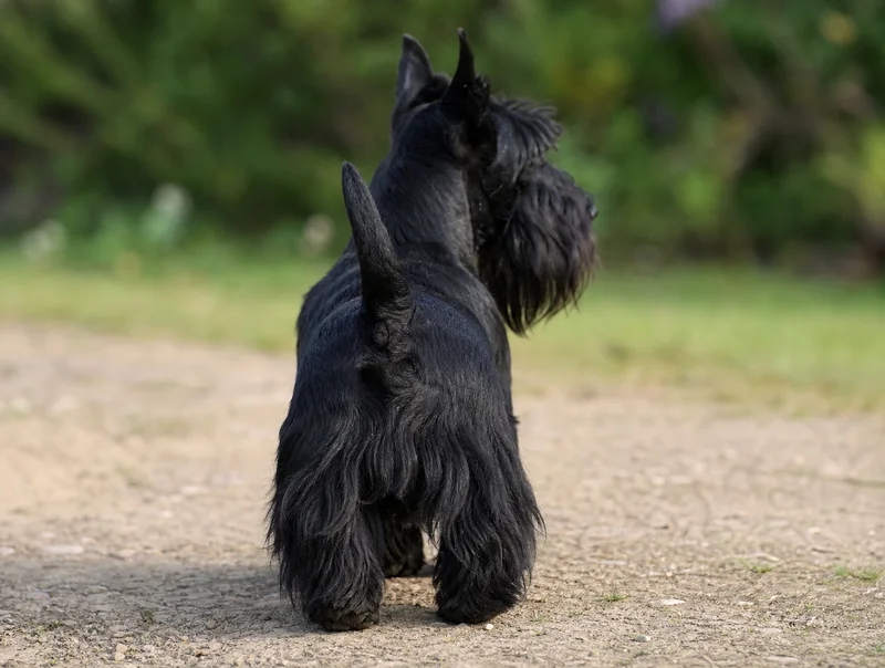Scottish Terrier — rear