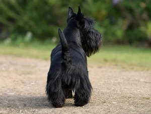 Scottish Terrier — rear