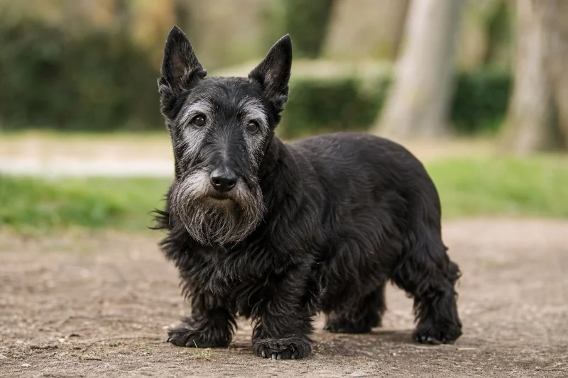 Scottish Terrier — senior