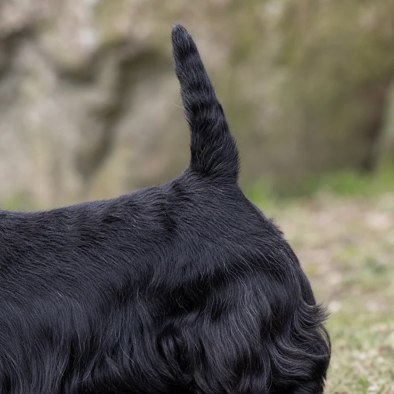 Scottish Terrier — tail