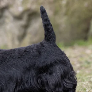 Scottish Terrier — tail