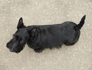 Scottish Terrier — top