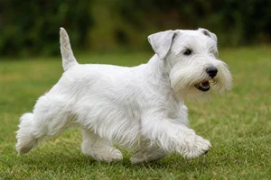 Sealyham Terrier — running