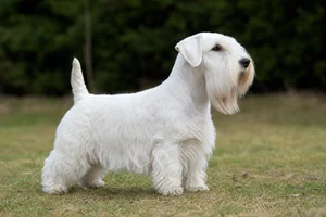 Sealyham Terrier — adult