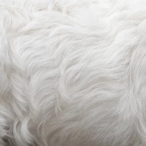 Sealyham Terrier — coat texture