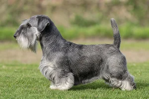Sealyham Terrier — badger coat