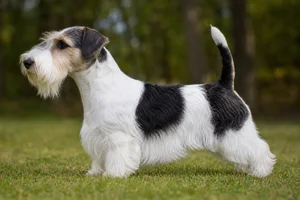 Sealyham Terrier — or black markings coat