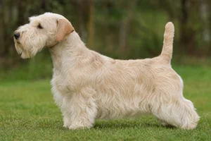 Sealyham Terrier — sometimes with lemon coat