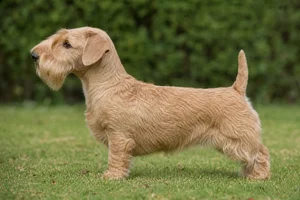 Sealyham Terrier — tan coat
