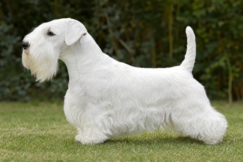 Sealyham Terrier — White coat