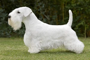 Sealyham Terrier — White coat