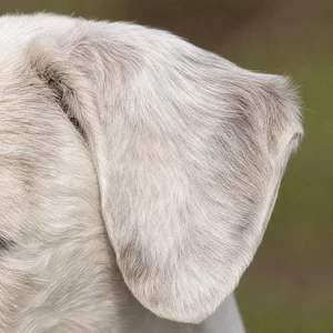 Sealyham Terrier — ears