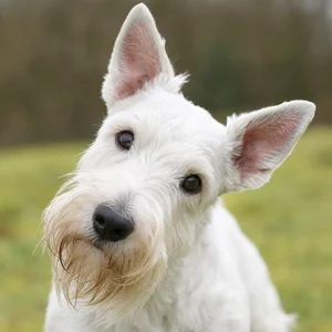 Sealyham Terrier — alert