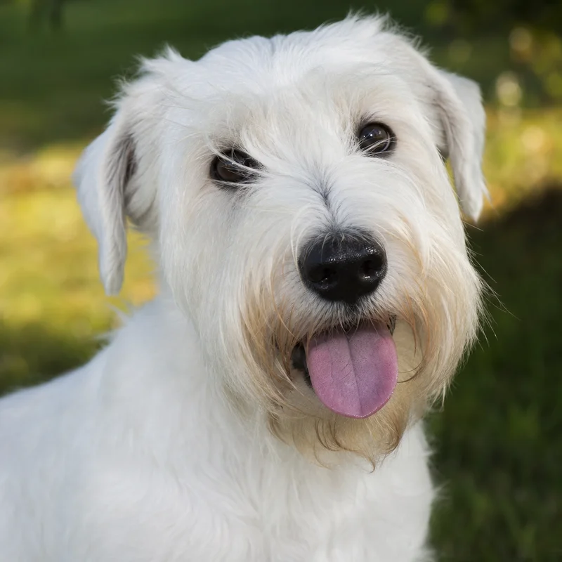 Sealyham Terrier — happy