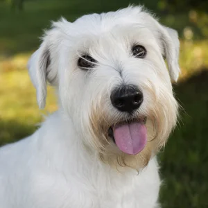 Sealyham Terrier — happy