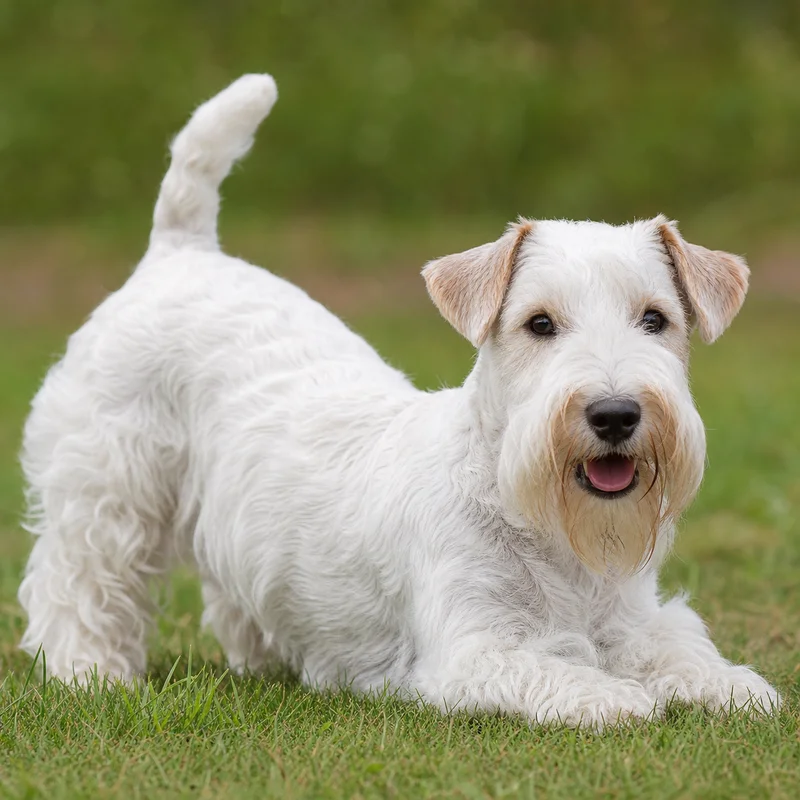 Sealyham Terrier — playful