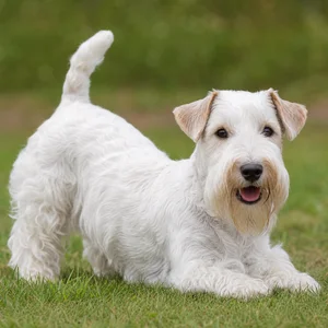 Sealyham Terrier — playful
