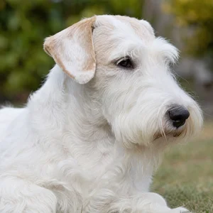 Sealyham Terrier — relaxed