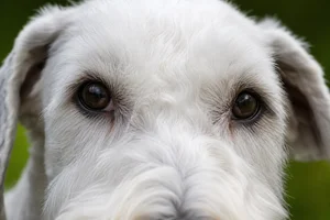 Sealyham Terrier — eyes