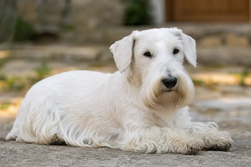 Sealyham Terrier — lying down