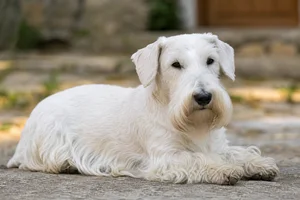 Sealyham Terrier — lying down