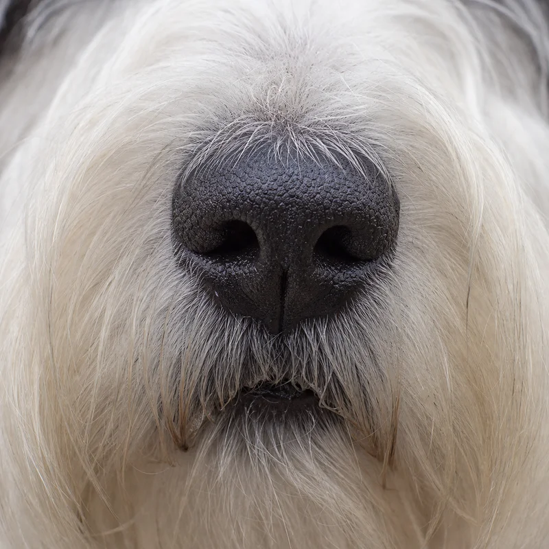 Sealyham Terrier — nose