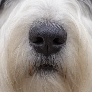 Sealyham Terrier — nose