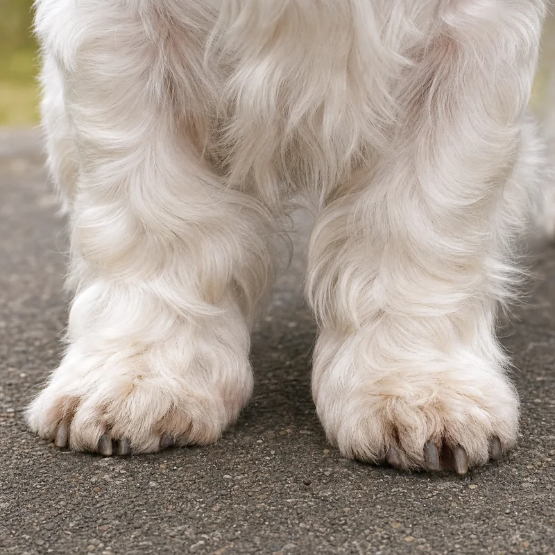 Sealyham Terrier — paws