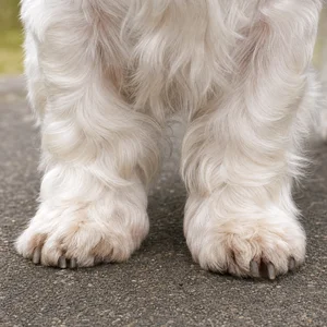 Sealyham Terrier — paws