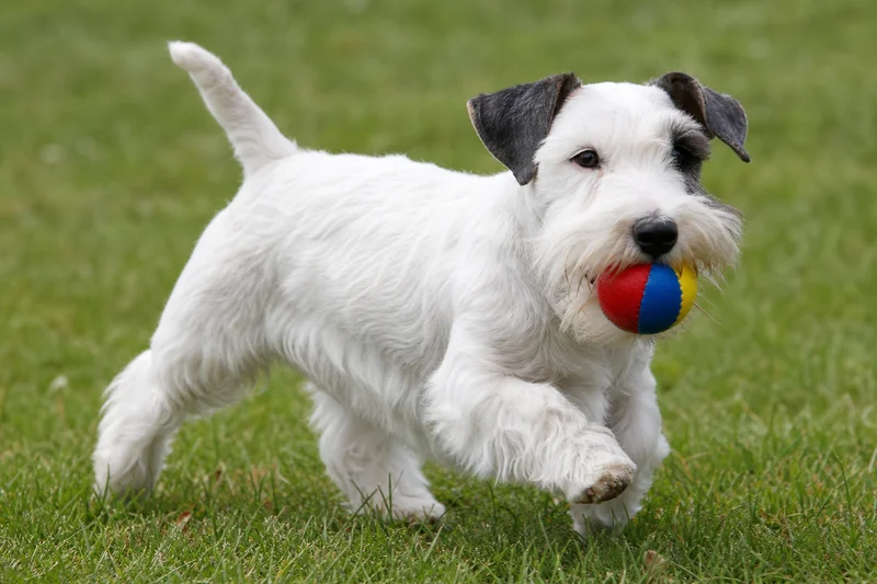 Sealyham Terrier — playing