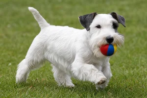 Sealyham Terrier — playing