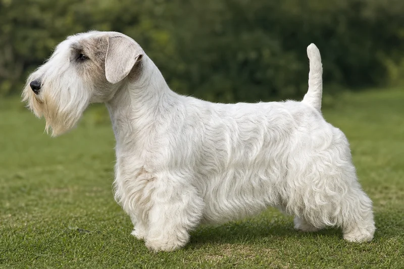 Sealyham Terrier — side