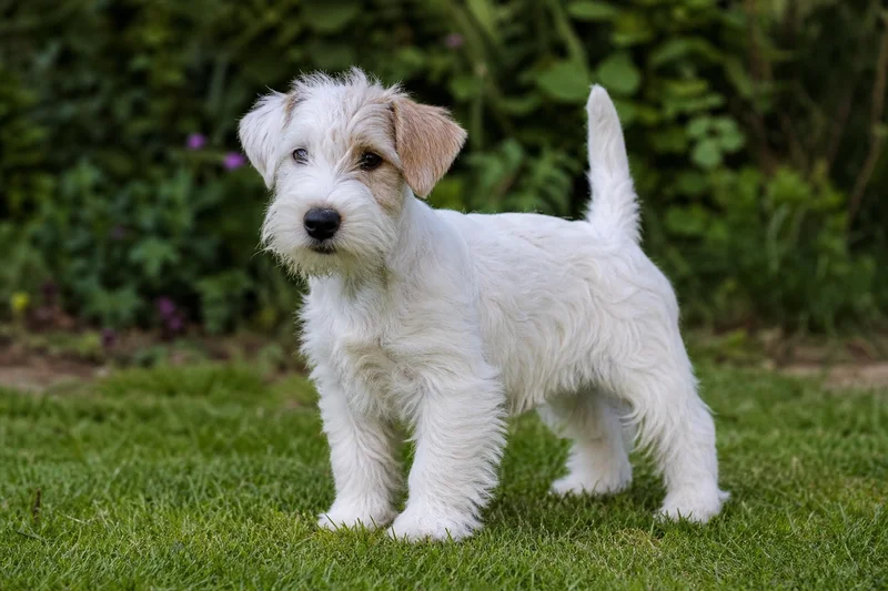 Sealyham Terrier — puppy (~4 mo)