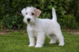 Sealyham Terrier — puppy (~4 mo)
