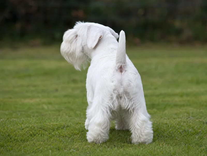 Sealyham Terrier — rear