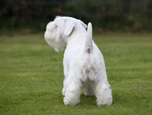 Sealyham Terrier — rear