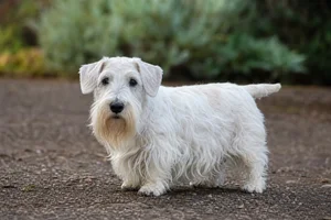 Sealyham Terrier — senior