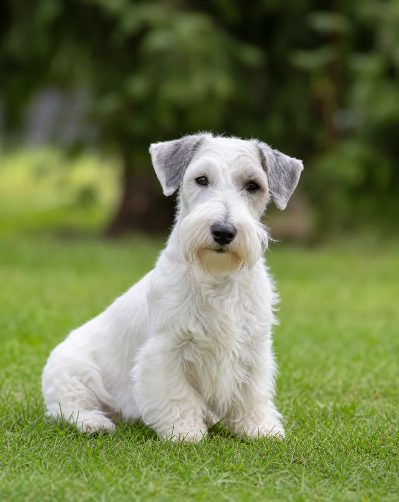 Sealyham Terrier — sitting