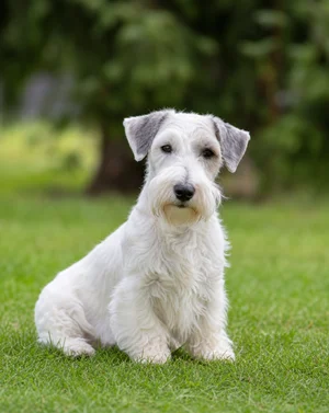 Sealyham Terrier — sitting