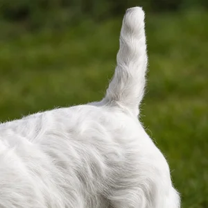 Sealyham Terrier — tail