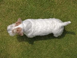 Sealyham Terrier — top