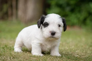 Sealyham Terrier — young puppy (~1 mo)